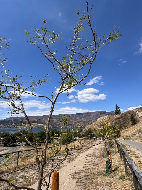 Control tree on a standard surface bag at five weeks with a thin, sparse canopy