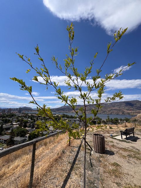 Tree Guardian tree of the same species at five weeks holding a full green canopy