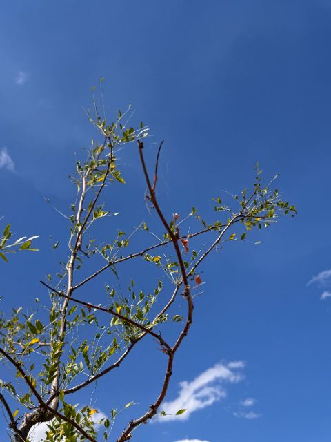 Control honey locust crown at five weeks, sparse yellowing leaflets