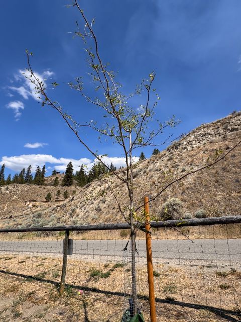 Control honey locust at five weeks against the hillside, thin crown