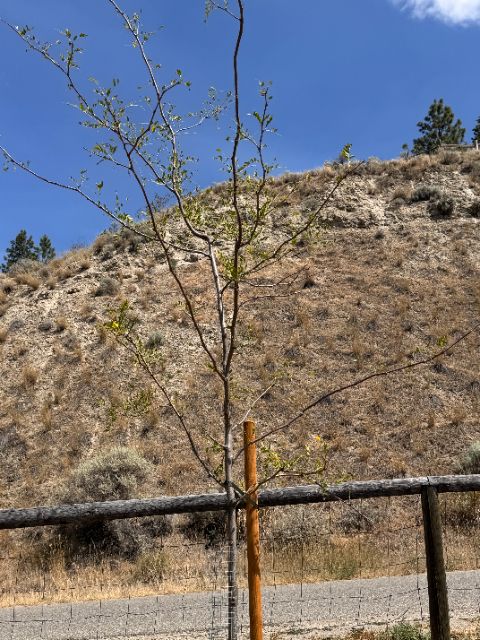 Control honey locust at five weeks, mostly bare branches