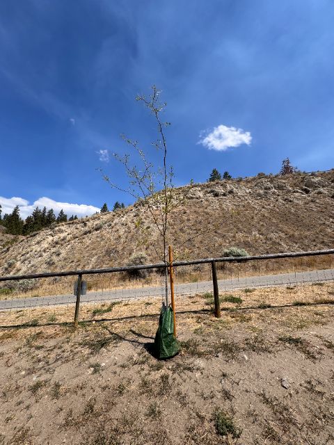 Control tree at five weeks with standard watering bag, nearly bare