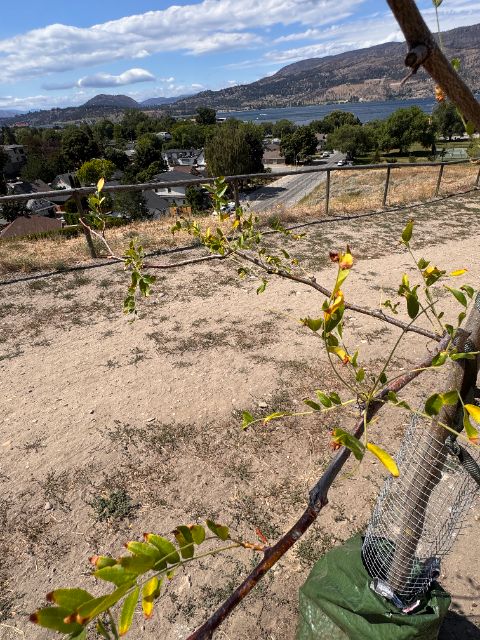 Yellowing, scorched leaflets on a control tree at five weeks