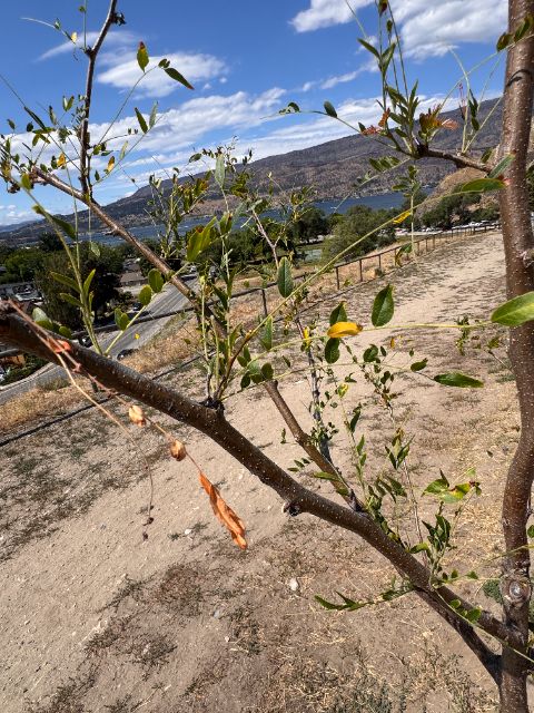 Control branch at five weeks with dried, browning leaves