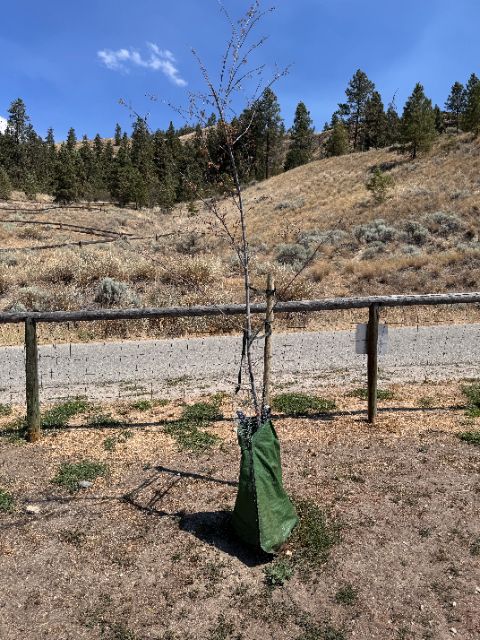 Control tree at five weeks, defoliated with standard watering bag at base