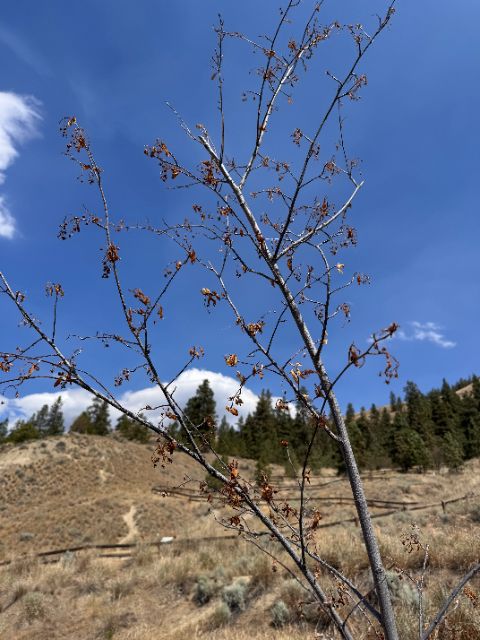 Control tree at five weeks, dead brown leaves on bare branches