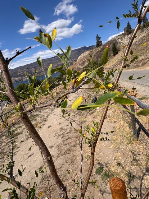 Yellowing leaflets on a control honey locust at five weeks