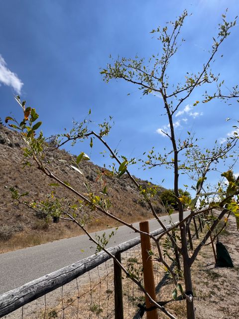 Control honey locust at five weeks along the road, sparse crown
