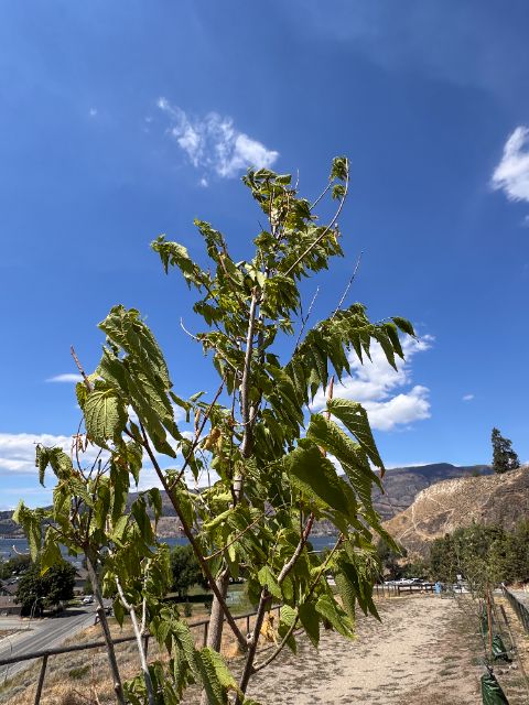 Control tree at five weeks, wilting drooping leaves