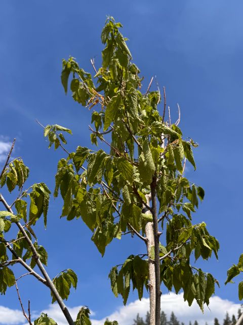 Control tree canopy at five weeks, wilted and curling