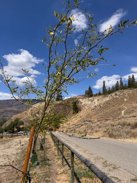 Control honey locust at five weeks by the fence, thin foliage