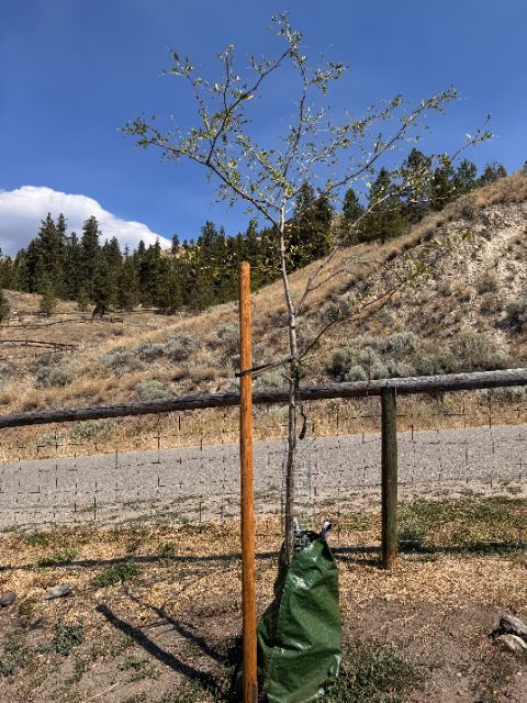 Control tree at five weeks with standard watering bag, very sparse