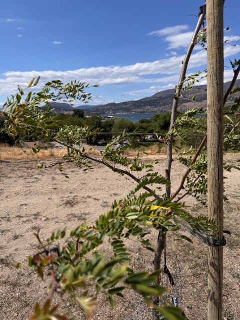Control honey locust at five weeks — plenty of leaves but curling, with browning tips; the best-looking control, on a smaller-trunk tree