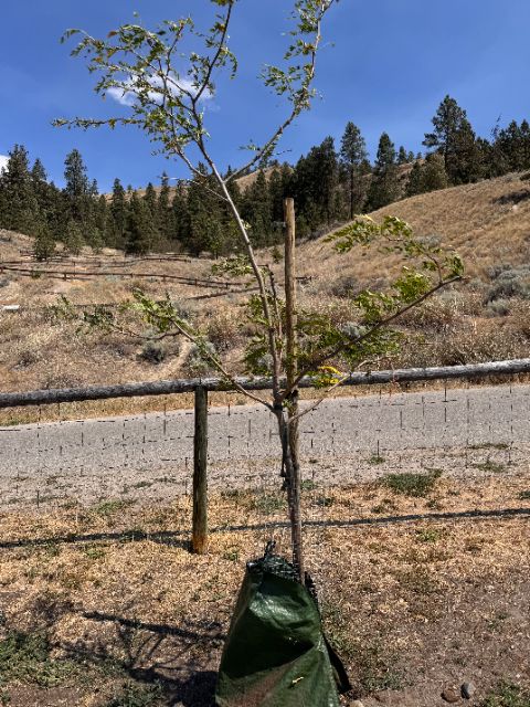 Control honey locust at five weeks with stake and watering bag