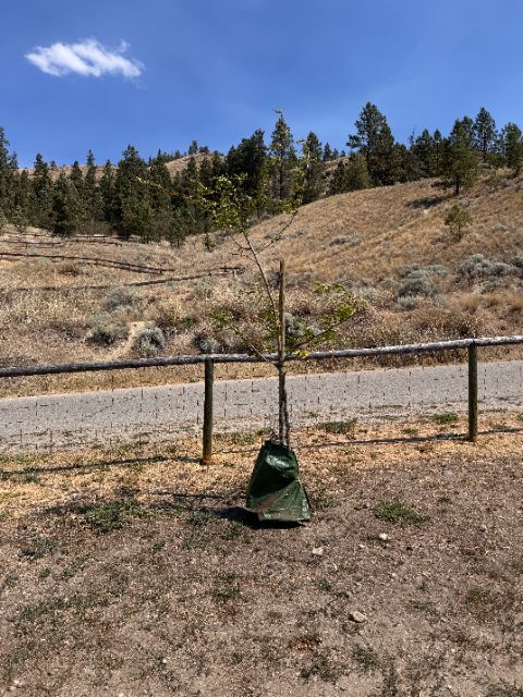 Control tree at five weeks beside the path, sparse yellowing crown