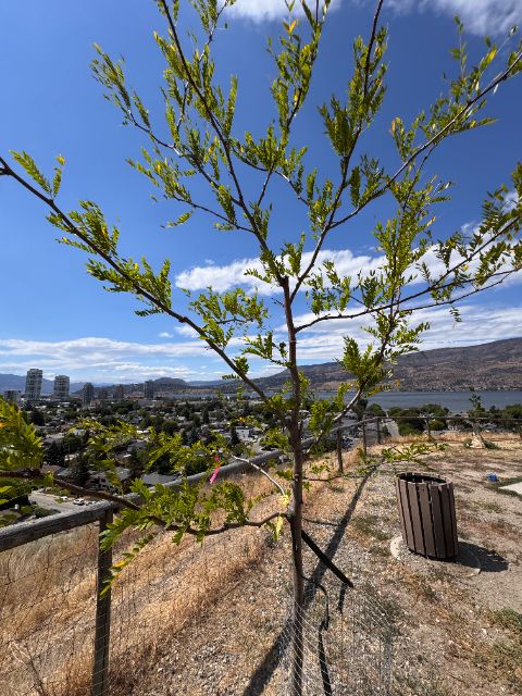 Tree Guardian honey locust at five weeks, full green canopy above the city