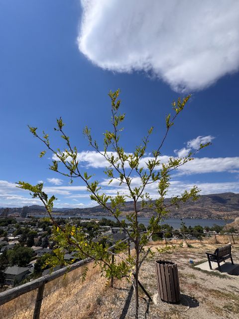 Tree Guardian honey locust at five weeks holding canopy through 35°C heat and heavy wind