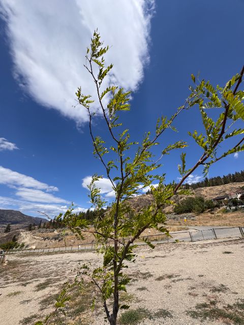 Tree Guardian honey locust at five weeks along the pilot path