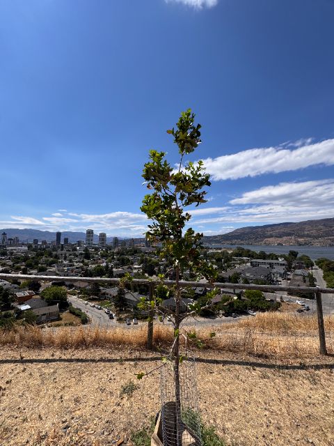 Tree Guardian bur oak at five weeks with the city and lake behind. Note: a week-1 assembly error in this early prototype stalled water delivery and the bur oak shed its leaves — it grew back a healthy canopy. Our newest design eliminates this.