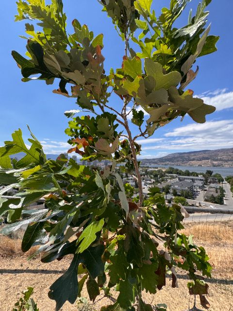 Bur oak canopy close-up at five weeks, dense green leaves. Note: a week-1 assembly error in this early prototype stalled water delivery and the bur oak shed its leaves — it grew back a healthy canopy. Our newest design eliminates this.