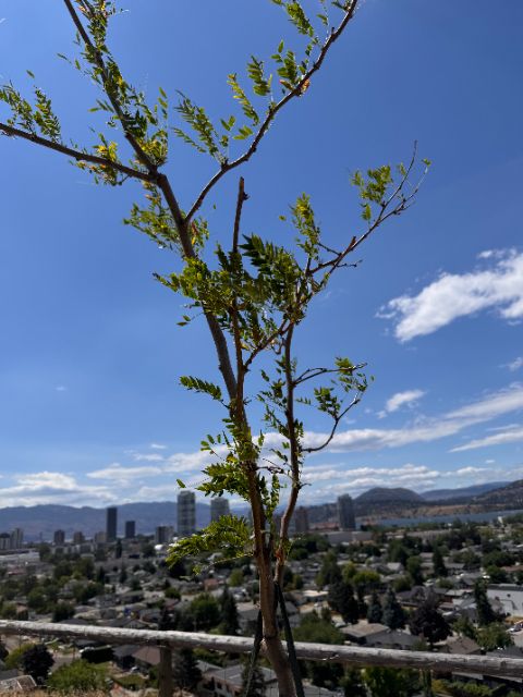 Tree Guardian honey locust at five weeks over the city skyline