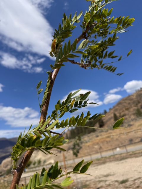 Green leaflets on a Tree Guardian honey locust at five weeks