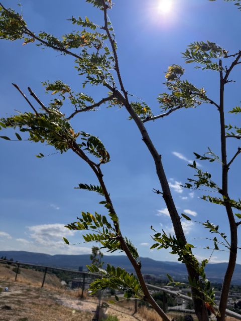 Tree Guardian honey locust branches in full sun at five weeks