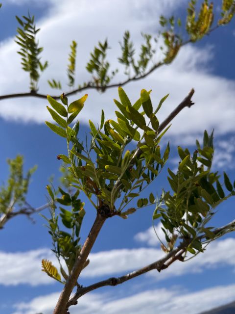 Green leaflets on a Tree Guardian honey locust branch at five weeks