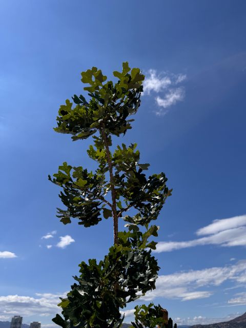 Tree Guardian bur oak crown at five weeks against the sky