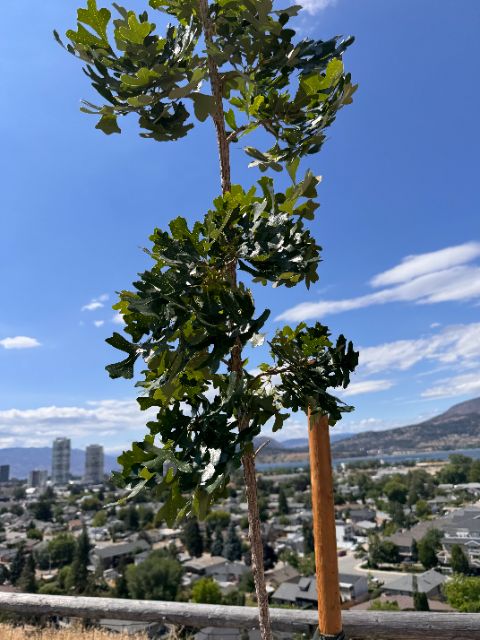 Tree Guardian bur oak at five weeks with stake, city below
