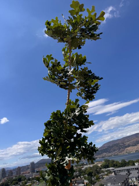 Tree Guardian bur oak at five weeks, dense foliage along the stem