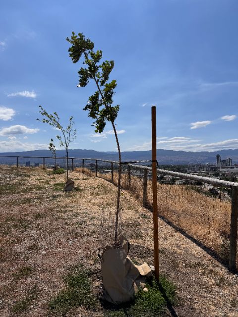 Tree Guardian bur oak at five weeks, full view at the fence line