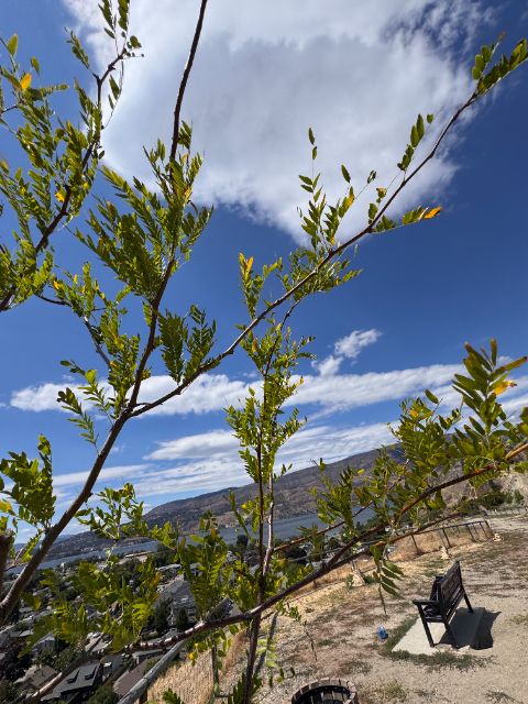 Tree Guardian honey locust branches at five weeks, healthy leaflets over the valley