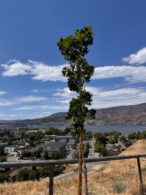 Tree Guardian bur oak at five weeks, full green crown above the lake and city