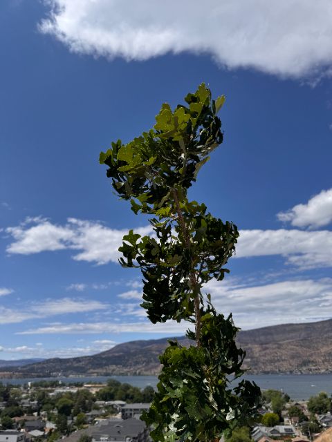 Tree Guardian bur oak canopy at five weeks against blue sky