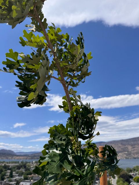 Tree Guardian bur oak leaves close-up at five weeks, healthy and green