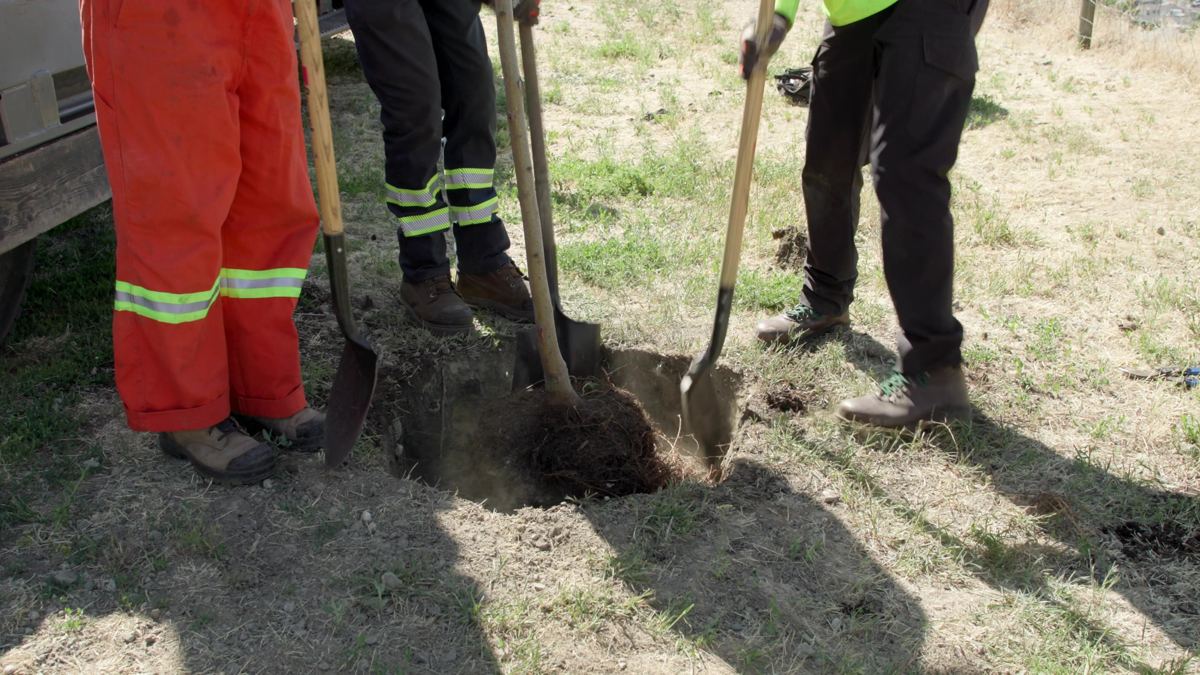 Crew digging the tree pit
