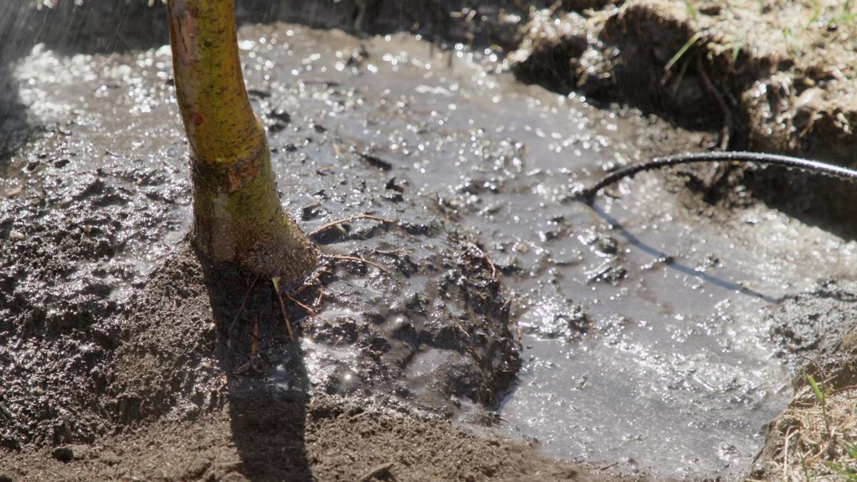Watering the root ball mid-install