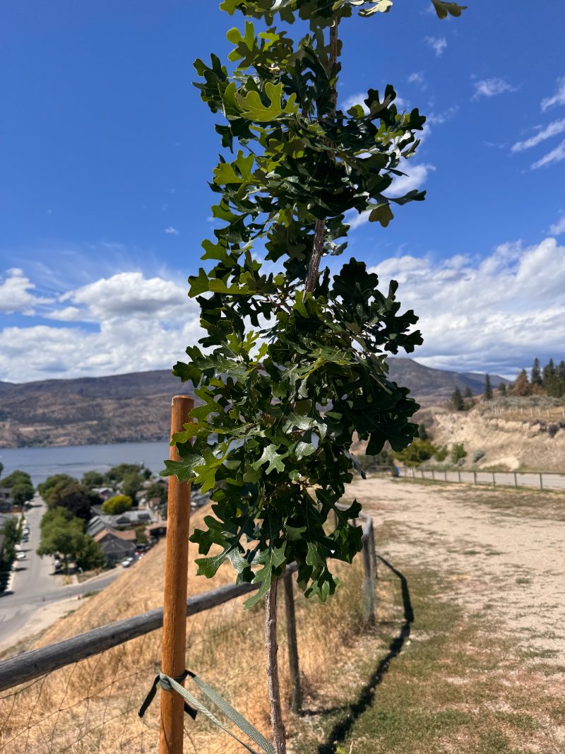Newly planted bur oak on Tree Guardian holding a dense green canopy above the pilot town, hills browned by summer heat behind it