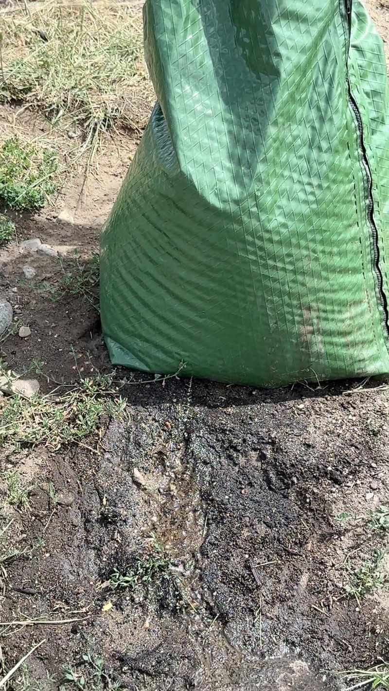 Surface watering bag draining through a hole